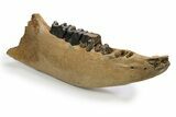 Fossil Rhino (Coelodonta) Right Mandible - Poland #295863-2